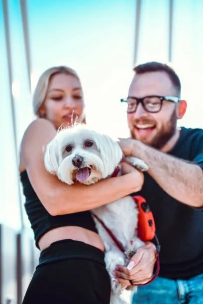  yorkie poo mixed with chihuahua Cheers Sumptuous