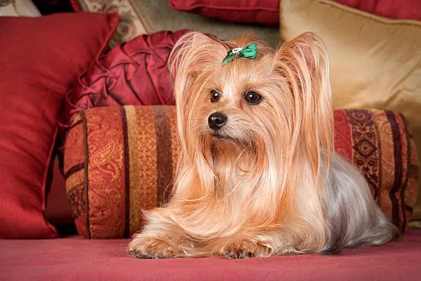  yorkie poodle and chihuahua mix Discover Smooth
