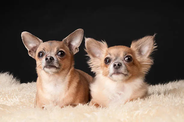  yorkie poodle chihuahua mix Creating an Ideal Living Environment for Toy and Small Breed Mixes