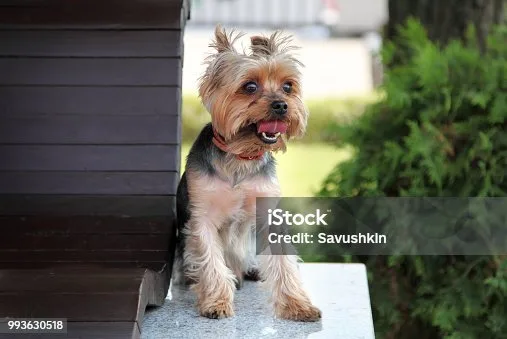  yorkie poodle chihuahua mix Partake Colorful