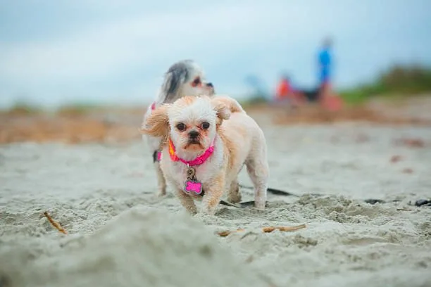  yorkie poodle chihuahua mix Dietary Considerations