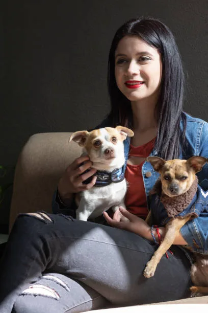  yorkie terrier and chihuahua mix Understanding the Yorkie-Chihuahua Mix