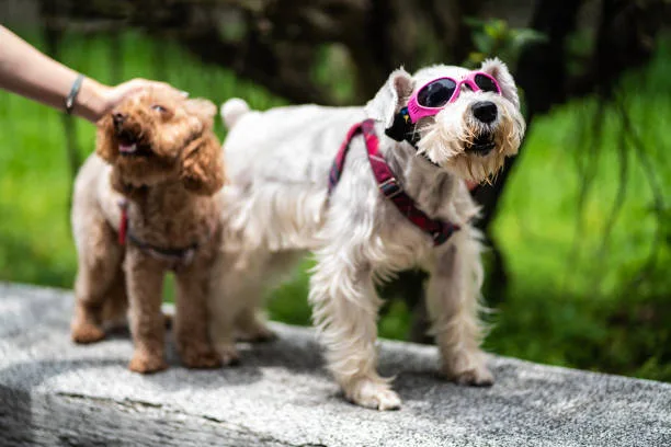  yorkie terrier and chihuahua mix Essential Care for Chorkie Health and Wellbeing
