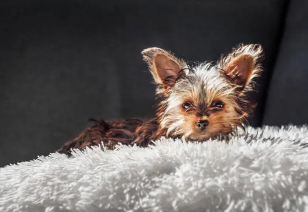  yorkie terrier and chihuahua mix Raise Delicious