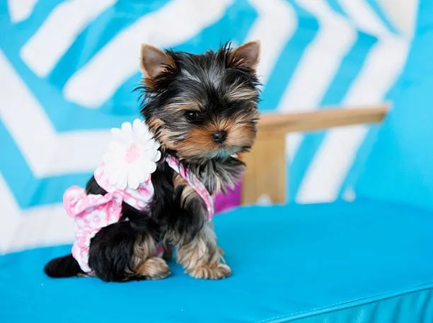  yorkie terrier and chihuahua mix Temperament and Behavior