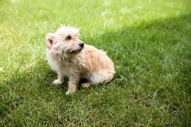  yorkie terrier and chihuahua mix Health Considerations