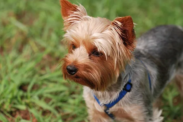  yorkie terrier and chihuahua mix Grooming and Maintenance