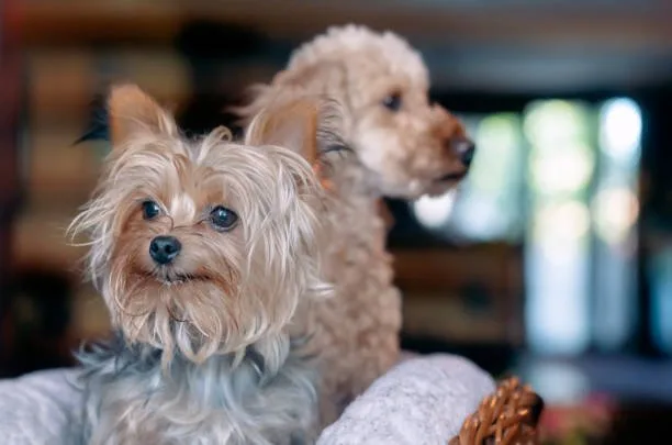  yorkie terrier and chihuahua mix Diet and Nutrition