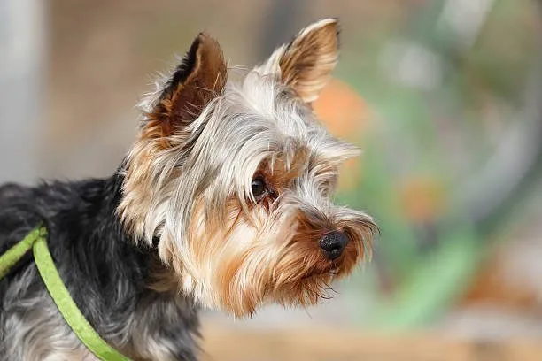 Yorkshire terrier chihuahua mix Quench Delicious