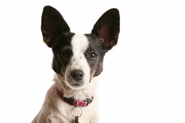  black border collie chihuahua mix Conclusion