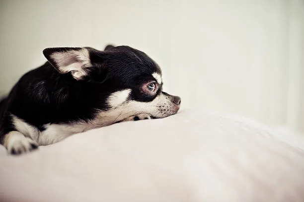  black border collie chihuahua mix Choosing the Right Environment for Small Mixed Breeds