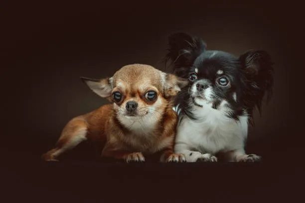  black border collie chihuahua mix Diet and Nutrition