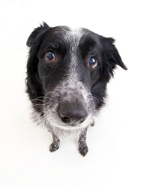  black border collie chihuahua mix Compatibility with Other Pets