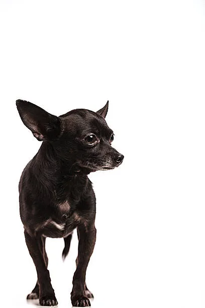  black border collie chihuahua mix Ideal Living Conditions