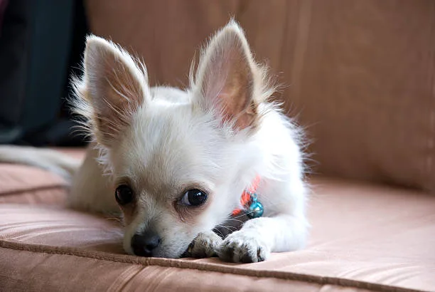  black border collie chihuahua mix The Pros and Cons of Having a Black Border Collie Chihuahua Mix