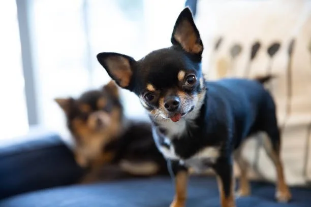  black schnauzer chihuahua mix Ongoing Care and Veterinary Visits