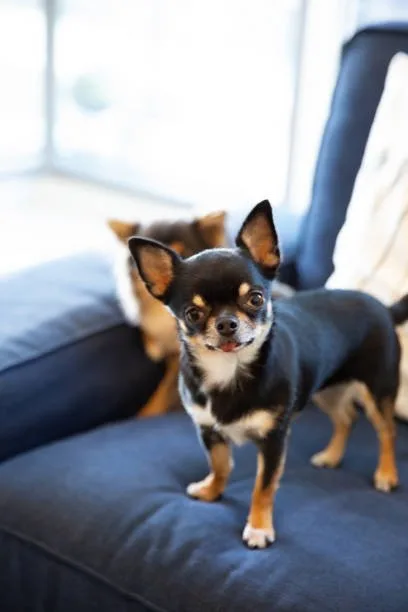  black schnauzer chihuahua mix Temperament and Personality
