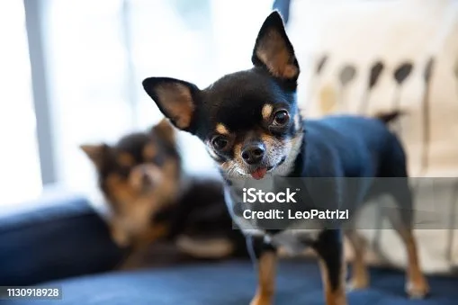  black schnauzer chihuahua mix Exercise Requirements