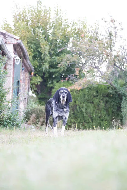  black schnauzer chihuahua mix Navigating the World of Small and Designer Dog Ownership
