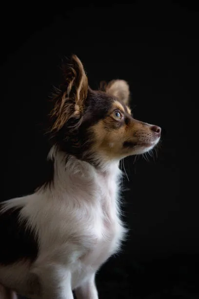 border collie and chihuahua mix Training and Exercise Needs