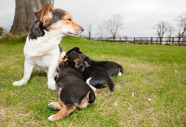 border collie and chihuahua mix Suitability as Pets