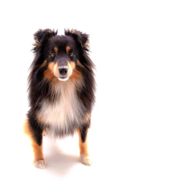 border collie and chihuahua mix Health and Lifespan