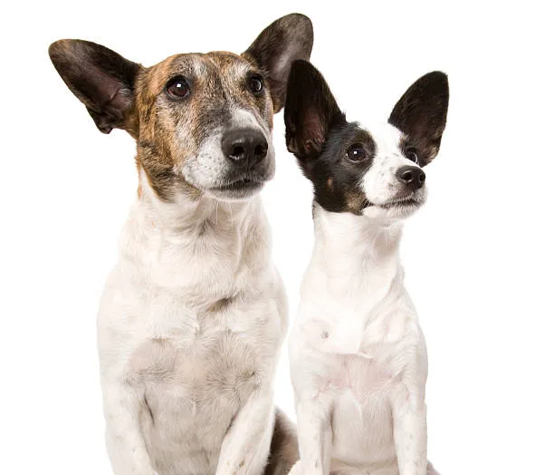 border collie and chihuahua mix Health and Wellness in Colliehuahua: Hybrid Vigor vs. Inherited Conditions
