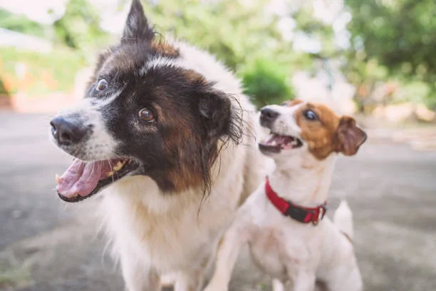 border collie and chihuahua mix Temperament and Behavior