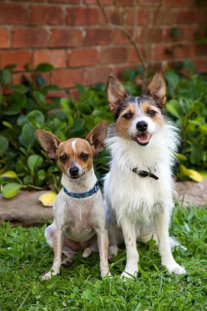 border collie and chihuahua mix The Sociability Spectrum: Chihuahua Mixes and Their Social Needs