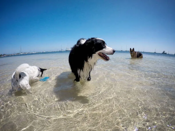 border collie and chihuahua mix Understanding the Unique Blend: Chi-Collie Traits and Behaviors