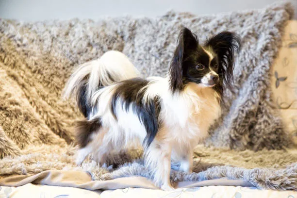border collie and chihuahua mix Adoption Considerations