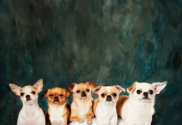border collie and chihuahua mix Grooming and Care