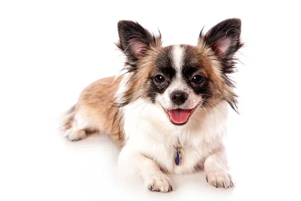  border collie chihuahua mix Behavioral and Physical Traits of Border Collie Chihuahua Mix