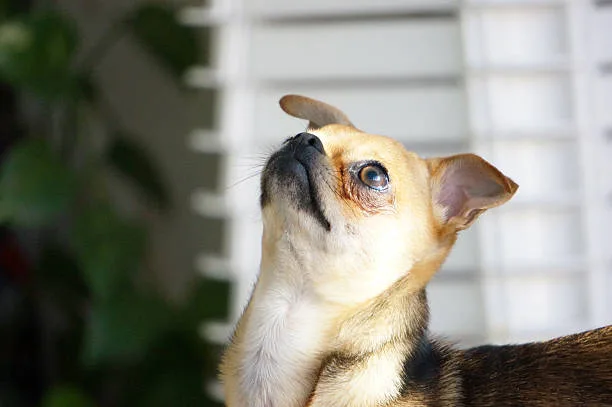  border collie chihuahua mix Adoption and Finding the Right Mix