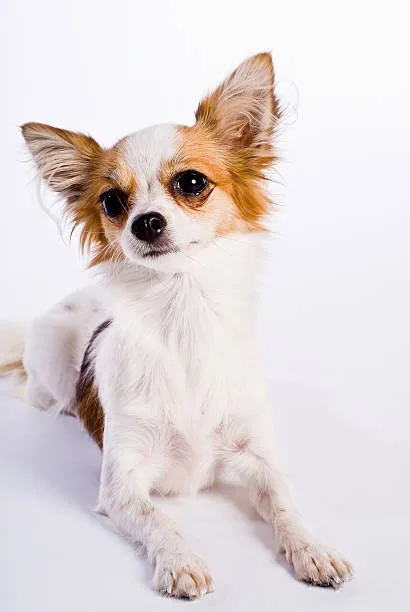  border collie chihuahua mix Training and Socialization