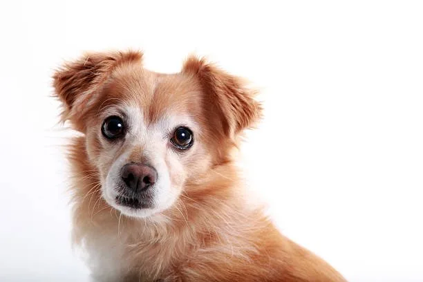  border collie chihuahua mix full grown Training and Exercise Needs