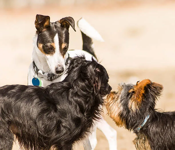  border collie chihuahua mix full grown Suitability as a Pet