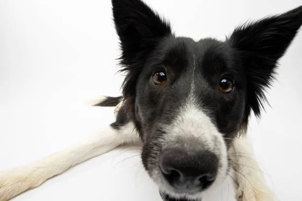  border collie chihuahua mix full grown Health and Wellness in Compact Hybrid Canines