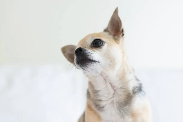  border collie chihuahua mix full grown Conclusion: Is the Border Collie Chihuahua Mix Right for You?