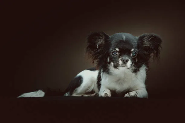  border collie chihuahua mix Exercise and Activity Needs