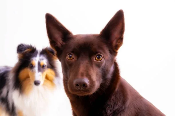  border collie chihuahua mix Care and Grooming