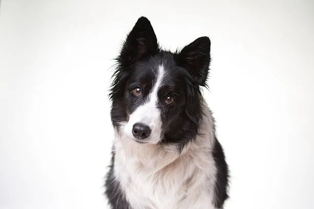 border collie chihuahua mix name Grooming and Care