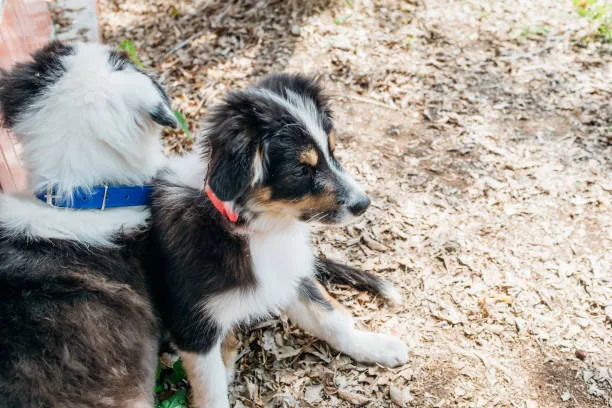 border collie chihuahua mix name Pros and Cons of Owning a Chihuahua Collie