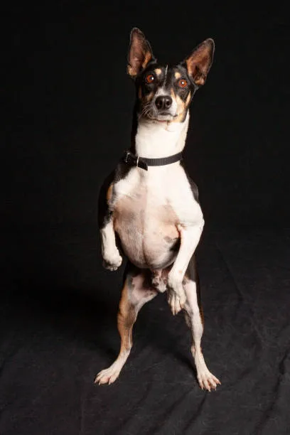 border collie chihuahua mix name The Rising Trend and Advantages of Owning a Hybrid Dog