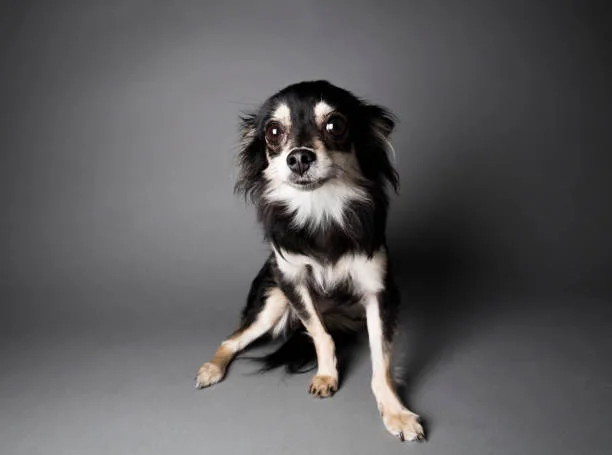border collie chihuahua mix name Adoption and Rescue