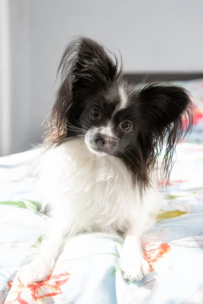 border collie chihuahua mix name Dietary Needs