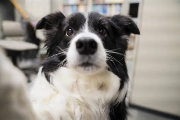 border collie chihuahua mix name Health and Lifespan Considerations for Border Chihuahua Mix Breed