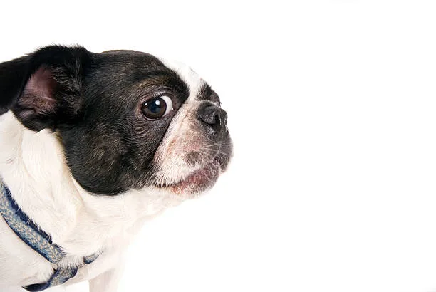 border collie chihuahua mix name Training and Exercise Needs