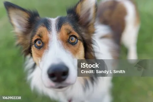 border collie chihuahua mix name Conclusion
