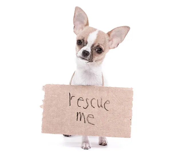 border collie chihuahua mix name Suitability as Family Pets